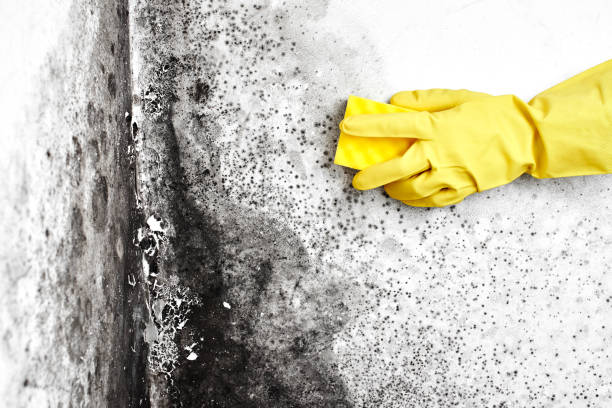 Best Mold Remediation Experts  in Corunna, MI