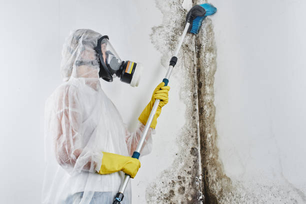 Best Attic Mold Removal  in Corunna, MI