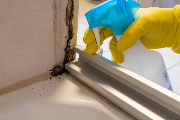 Best Certified Mold Removal  in Corunna, MI