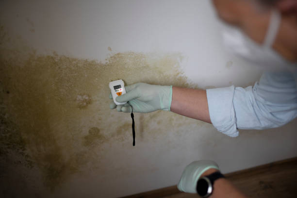 Best Mold Inspection  in Corunna, MI