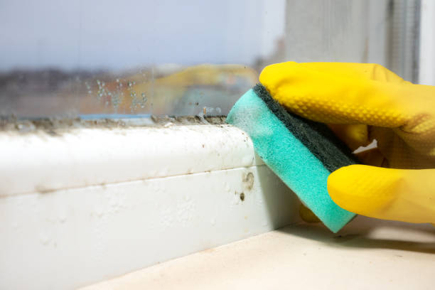 Best Home Mold Removal  in Corunna, MI