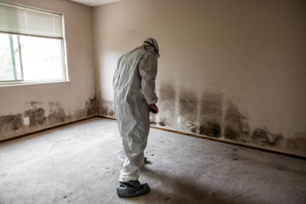 Best Mold Damage Repair  in Corunna, MI