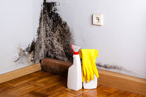 Best Toxic Mold Removal  in Corunna, MI