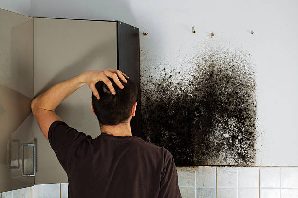 Best Black Mold Removal  in Corunna, MI