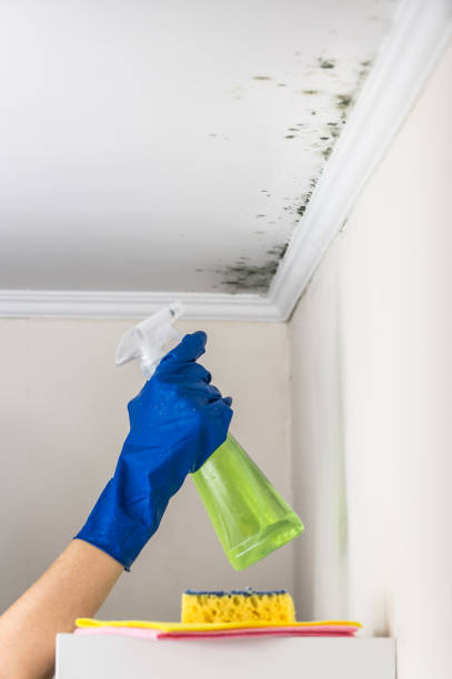 Best Professional Mold Removal  in Corunna, MI
