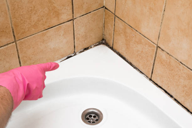 Trusted Corunna, MI Mold Removal Experts